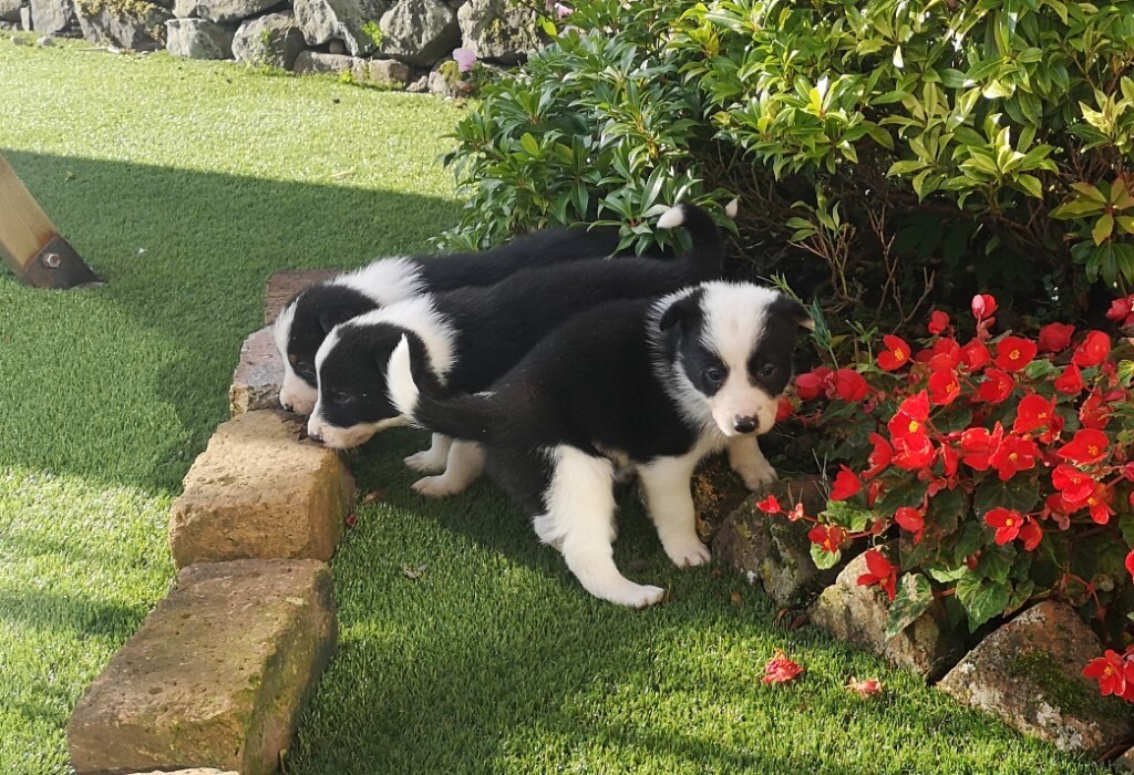 border collie for sale gumtree